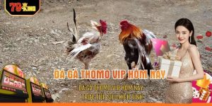 Đá Gà Thomo VIP Hôm Nay - Trực Tiếp Siêu Kịch Tính