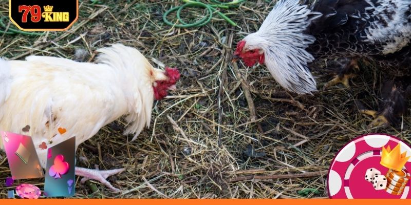 Điểm nổi bật sảnh đá gà 79KING hấp dẫn